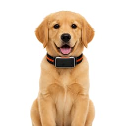 A29 - 4G GPS Pet Tracker with Real-Time Tracking and Activity Monitoring | OEM/ODM Supplier 4
